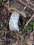  (Leccinum aff. scabrum - iNat29151476)  @11 [ ] all rights reserved (2019) Sharon Squazzo Unspecified