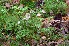  ( - iNat29412500)  @11 [ ] some rights reserved (CC BY-NC) (2017) Fred M. Rhoades Unspecified