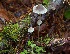  ( - iNat29471261)  @11 [ ] some rights reserved (CC BY-NC) (2013) Fred M. Rhoades Unspecified