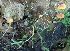  ( - iNat29481366)  @11 [ ] some rights reserved (CC BY-NC) (2011) Fred M. Rhoades Unspecified