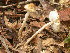  (Lepiota aff. pilodes - iNat30217232)  @11 [ ] CreativeCommons  Attribution Non-Commercial (by-nc) (2006) cizon77 Unspecified