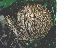  (Ramaria concolor var. concolor - iNat30334860)  @11 [ ] some rights reserved (CC BY-NC) (2014) cizon77 Unspecified