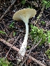  (Ampulloclitocybe - iNat31102776)  @11 [ ] some rights reserved (CC BY-NC) (2019) tommp Unspecified