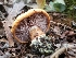  (Cortinarius amnicola - TJR0073)  @11 [ ] CreativeCommons - Attribution Non-Commercial (2019) Trey Richards Unspecified
