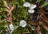  ( - iNat32081743)  @11 [ ] some rights reserved (CC BY-NC) (2013) Fred M. Rhoades Unspecified