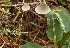  ( - iNat32091301)  @11 [ ] some rights reserved (CC BY-NC) (2013) Fred M. Rhoades Unspecified
