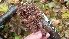  (Exidia candida - iNat32986920)  @11 [ ] some rights reserved (CC BY-NC) (2019) Christin Swearingen Unspecified