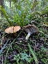  (Gomphidius oregonensis - iNat33714781)  @11 [ ] Copyright (c) (2019) Sharon Squazzo Unspecified