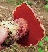  (Boletus pulcherrimus - iNat34377812)  @11 [ ] some rights reserved (CC BY-NC-ND) (2019) brucen Unspecified