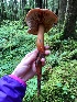  (Phaeocollybia redheadii - iNat34454737)  @11 [ ] some rights reserved (CC BY-NC) (2019) rbouch Unspecified