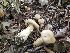  (Cortinarius cf. cotoneus - TJR0078)  @11 [ ] CreativeCommons - Attribution Non-Commercial (2019) Trey Richards Unspecified