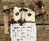  ( - iNat35843490)  @11 [ ] some rights reserved (CC BY-NC-ND) (2019) brucen Unspecified