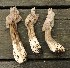  (Helvella maculata - iNat37351207)  @11 [ ] some rights reserved (CC BY-NC-ND) (2020) brucen Unspecified