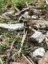  (Psathyrella longicauda - iNat37462664)  @11 [ ] some rights reserved (CC BY-NC) (2019) ryandowney Unspecified