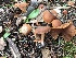  ( - iNat38148731)  @11 [ ] some rights reserved (CC BY-NC) (2020) ryandowney Unspecified