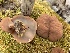  (Gyromitra ancilis - iNat44745095)  @11 [ ] CreativeCommons  Attribution Non-Commercial (by-nc) (2020) Paula DeSanto Unspecified