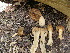  (Morchella punctipes - iNat44806707)  @11 [ ] CreativeCommons  Attribution Non-Commercial (by-nc) (2020) Paula DeSanto Unspecified