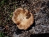  ( - iNat48885698)  @11 [ ] all rights reserved (2020) Luca Hickey Unspecified