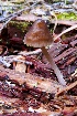  (Mycena silvae-nigrae - iNat50453988)  @11 [ ] some rights reserved (CC BY-NC) (2020) natvik Unspecified