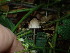  ( - iNat50640370)  @11 [ ] all rights reserved (2020) Luca Hickey Unspecified