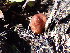  ( - iNat50807719)  @11 [ ] some rights reserved (CC BY) (2020) Matt Bowser Unspecified