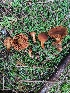  (Cortinarius rubellus - iNat52270563)  @11 [ ] all rights reserved (2020) Sharon Squazzo Unspecified