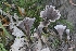  (Thelephora multipartita - iNat53542421)  @11 [ ] some rights reserved (CC BY) (2020) Garrett Taylor Unspecified