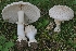  (Amanita chrysoblema - iNat54470593)  @11 [ ] some rights reserved (CC BY) (2020) Garrett Taylor Unspecified