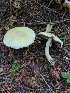  (Agaricus abruptibulbus - iNat54576030)  @11 [ ] all rights reserved (2020) Sharon Squazzo Unspecified