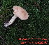  (Hemileccinum subglabripes - iNat55109500)  @11 [ ] some rights reserved (CC BY-NC) (2020) Henry Young Unspecified