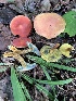  (Hortiboletus campestris - iNat55519315)  @11 [ ] CreativeCommons  Attribution Non-Commercial (by-nc) (2020) Paula DeSanto Unspecified