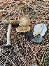  (Inocybe aff. inodora - iNat55519627)  @11 [ ] CreativeCommons  Attribution Non-Commercial (by-nc) (2020) Paula DeSanto Unspecified