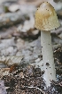  (Amanita cf. scutum - iNat55560194)  @11 [ ] some rights reserved (CC BY) (2020) Garrett Taylor Unspecified