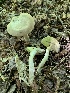  (Imleria pallida - iNat56243031)  @11 [ ] CreativeCommons  Attribution Non-Commercial (by-nc) (2020) Paula DeSanto Unspecified