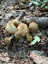  (Pseudoboletus - iNat57122512)  @11 [ ] CreativeCommons  Attribution Non-Commercial (by-nc) (2020) Paula DeSanto Unspecified