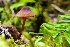  (Mycena subsanguinolenta - iNat57693843)  @11 [ ] some rights reserved (CC BY-NC) (2020) natvik Unspecified