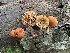  (Phaeomarasmius proximans - iNat57834419)  @11 [ ] some rights reserved (CC BY-NC) (2020) Paula DeSanto Unspecified