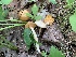  (Entoloma flavifolium - iNat58058102)  @11 [ ] some rights reserved (CC BY-NC) (2020) Paula DeSanto Unspecified