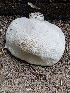  (Pluteus leucoborealis - iNat58376373)  @11 [ ] all rights reserved (2020) Sharon Squazzo Unspecified