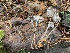  (Mycena aff. silvae-nigrae - iNat58416900)  @11 [ ] some rights reserved (CC BY-NC) (2020) Paula DeSanto Unspecified