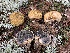  (Scleroderma septentrionale - iNat58417054)  @11 [ ] some rights reserved (CC BY-NC) (2020) Paula DeSanto Unspecified