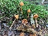  (Entoloma quadratum - iNat59056533)  @11 [ ] some rights reserved (CC BY-NC) (2020) Paula DeSanto Unspecified