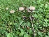  (Psathyrella corrugis - iNat59221549)  @11 [ ] some rights reserved (CC BY-NC) (2020) Paula DeSanto Unspecified