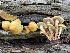  ( - iNat61684302)  @11 [ ] some rights reserved (CC BY-NC) (2020) Paula DeSanto Unspecified