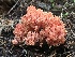  (Ramaria stuntzii - iNat61786290)  @11 [ ] all rights reserved (2020) marycarla Unspecified