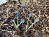  (Mycena aff. epipterygia - iNat61862042)  @11 [ ] some rights reserved (CC BY-NC) (2020) Paula DeSanto Unspecified