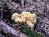  (Ramaria rasilispora - iNat62091962)  @11 [ ] all rights reserved (2020) marycarla Unspecified