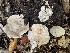  (Entoloma abortivum - iNat62105904)  @11 [ ] some rights reserved (CC BY-NC) (2020) Paula DeSanto Unspecified