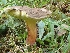  (Xerocomus subtomentosus complex - iNat62143703)  @11 [ ] all rights reserved (2020) steve f Unspecified