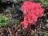 (Ramaria araiospora - iNat62355314)  @11 [ ] some rights reserved (CC BY-NC) (2020) yay4john Unspecified